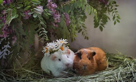 Яким буде другий день літа? Про погоду на Сумщині та в Україні