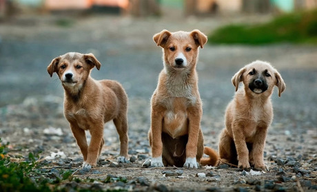 В Торецке проходит стерилизация бездомных собак