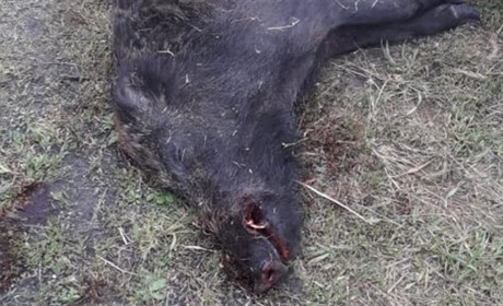 Уполювали кабанчика заради розваги