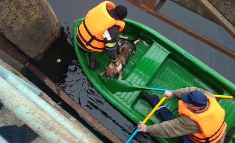 В Барі рятувальники витягли собаку, яка впала під міст