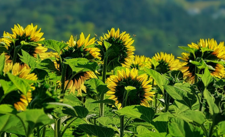 Невеликі короткочасні дощі, місцями - грози і до +25: прогноз погоди на 30 червня - 2 липня