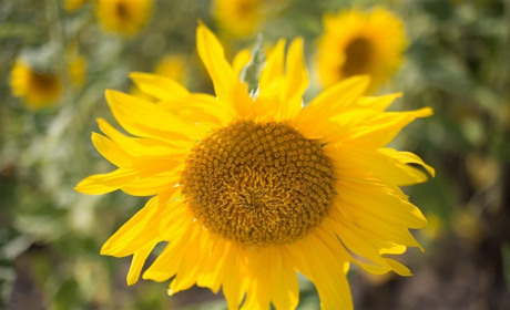 Що розповіли про серпень синоптики