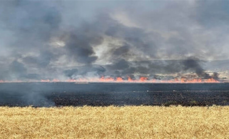 Жнива війни: як посуха і бойові дії вплинули на врожайність на півдні