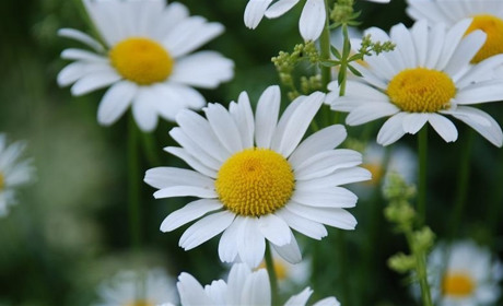 Погода у Старокостянтинові на 6-12 червня: буде переважно сухо та сонячно