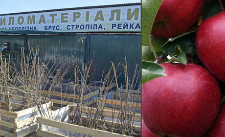 Саджанці яблунь, горіхів, груш, черешень пропонують у Жмеринці за хорошими цінами