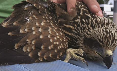 Как сотрудники Ботиевской ветроэлектростанции спасали хищную птицу из Красной книги 