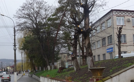Небезпечні дерева. Де у Городоцькій громаді планують зрізати зелені насадження