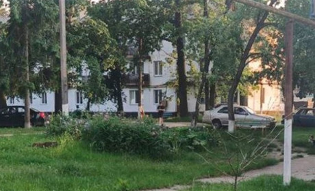 На Житомирщині гадюка вкусила 8-річного хлопчика біля автобусної зупинки