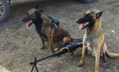 Кінологічний клуб «Аякс» на допомогу українським бійцям за роки війни підготував до 2 десятків собак