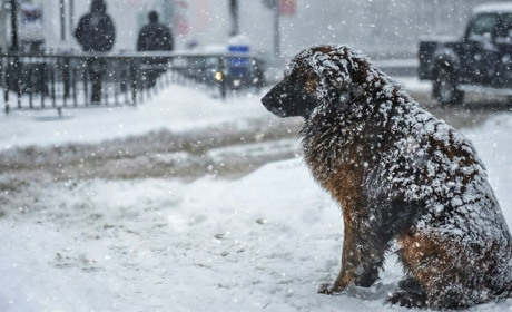 Як допомогти безпритульним тваринам у мороз: це під силу кожному з нас