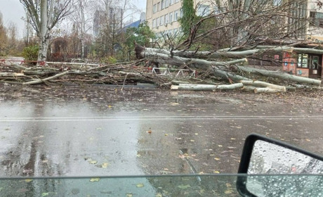 Повалені дерева і обриви ліній електропоредач: Нову Каховку накрила негода (фото)