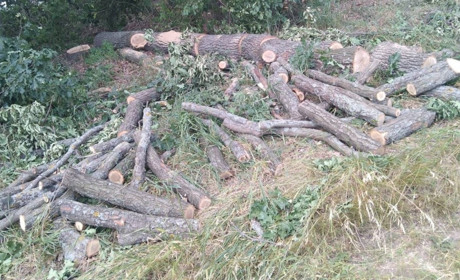 Поблизу Білопілля поліція затримала "лісорубів"