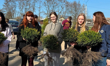 На Алеї Слави у Шостці висадили вічнозелені кущі і дерева(фото)