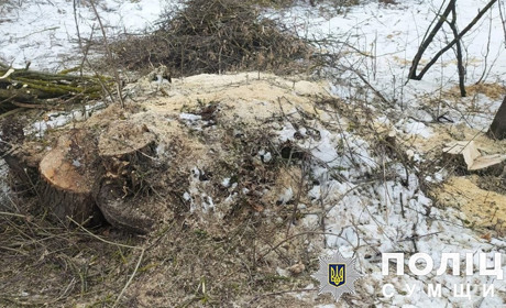 За чотири спиляні дерева жителю Штанівки загрожує до трьох років в’язниці