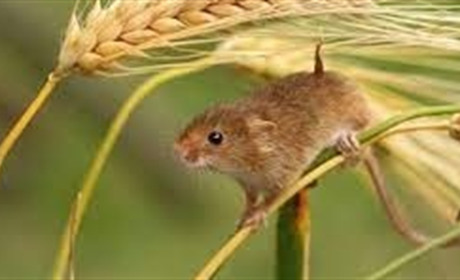 Біологічний метод боротьби з мишоподібними гризунами