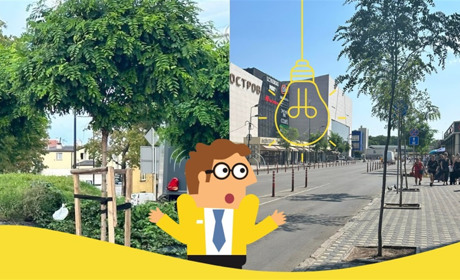 Якби дерева могли говорити, вони б попросили вирощувати їх за європейськими стандартами