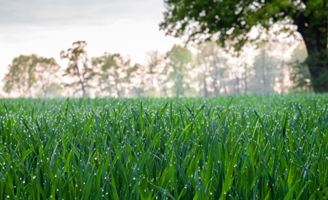 Синоптики прогнозують: коли чекати дощ на Сарненщині