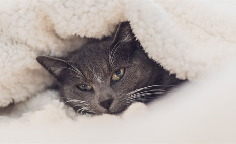 Опалювальний сезон на Кагарличчині стартує 15 жовтня