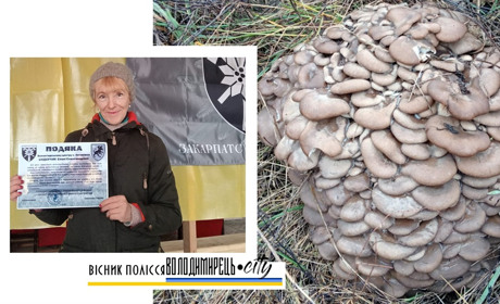 Різдвяних грибів назбирала жителька Антонівки
