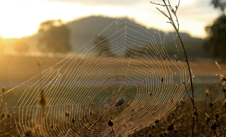 На тонкой ниточке «бабьего лета». Что, пауки, вы тоже на юг собрались?