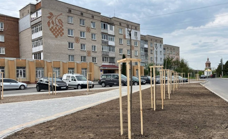 В Барі висадили дерева на нових клумбах: що це за дерева і які вони виростуть