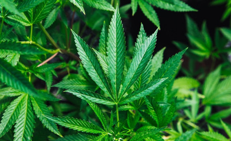 У 62-річного жителя Сватівського району знайшли 59 кущів коноплі