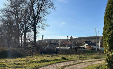 У Городку та селах громади зріжуть аварійні дерева. Де саме