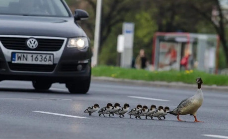 19 березня: Міжнародний тиждень ввічливості на дорозі та інші дати, свята, події, народні прикмети