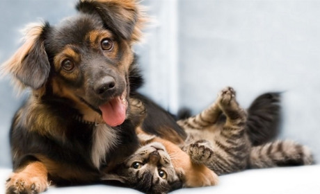 Якісні зоотовари для домашніх улюбленців: топові рекомендації від BestPet