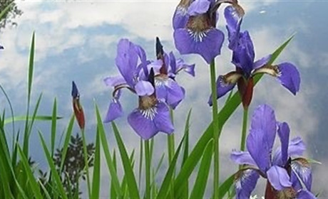 Погода у Старокостянтинові на 7-12 травня: прогнозують грози