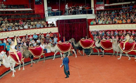 Одеський цирк має бронь: його визнали критично важливим для життя країни