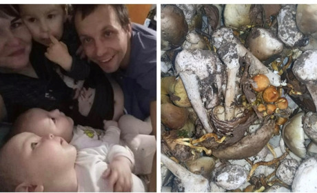 Від отруєння грибами у Жмеринці померла 33-річна матуся трьох дітей: сім'я в реанімації