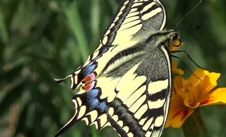 Долетались! или Почему в Мелитополе становится все меньше насекомых?