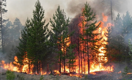 Поблизу Довговолі згорів молодий ліс через спалювання сухостою