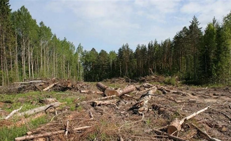 За незаконну вирубку лісу судитимуть службовця з Черкащини