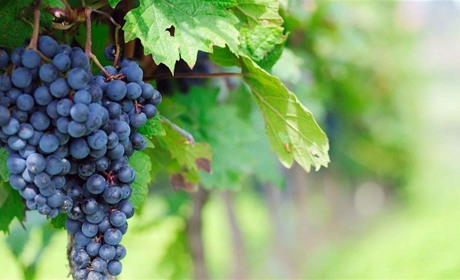 Лікарі назвали найкращу ягоду для зміцнення серця та кісток