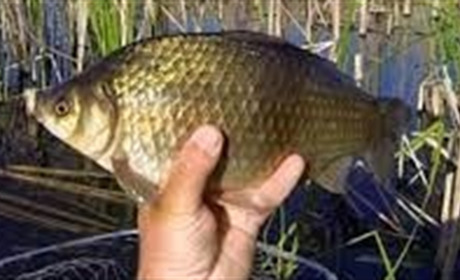 Ні риби, ні раків: у Нетішині стартувала нерестова заборона на вилов водних біоресурсів