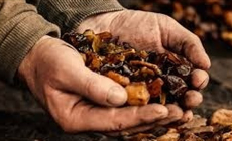 У Вараському районі через суд прокуратура позбавляє підприємство права на ділянку з бурштином
