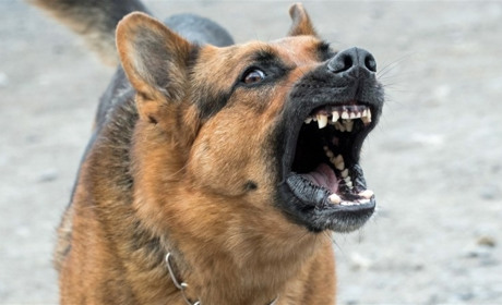 У Славуті ветеринари закликають містян вакцинувати домашніх тварин проти сказу