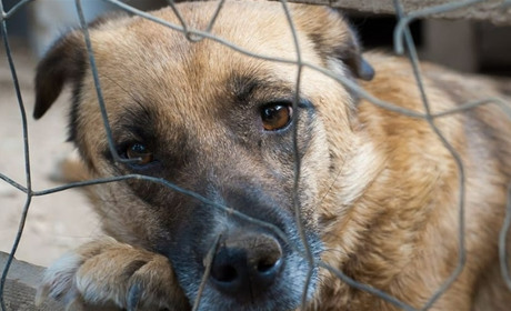 Жорстоке поводження з тваринами: яка відповідальність передбачена законом