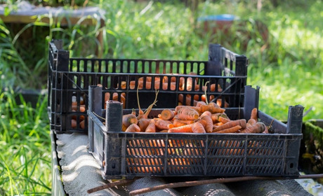 Як отримати цільову фінансову підтримку від проєкту «Урожайний шлях». Усе починається із заявки