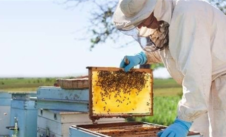 Мертві бджоли не гудуть... У селі Клинове отруїлося 40 бджолосімей
