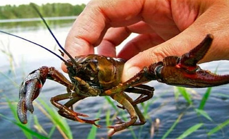 Заборонено ловити раків з 15 липня до 1 вересня