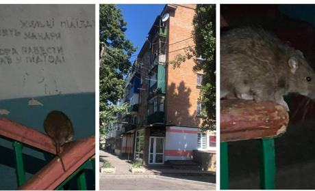 Жителі будинку по вулиці Франка просять здійснити дератизацію під’їзду: атакують гризуни