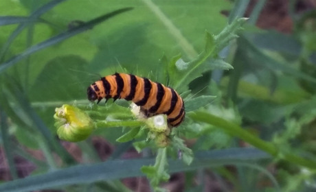 Яркая одежка – секретный шифр. О чем поведает расцветка гусеницы кровавой медведицы?