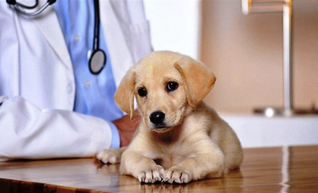 Найкращі засоби від глистів для собак