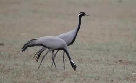 Мелитопольский ученый окольцевал красавку перед ее отлетом в Африку  