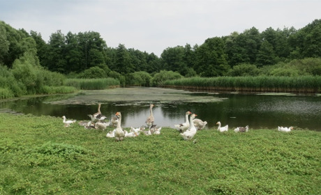 Сільські історії