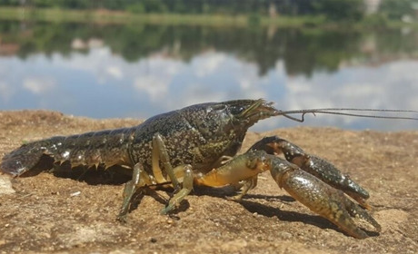 З 15 серпня ловити раків заборонено. Скільки триватиме заборона та що передбачено за порушення