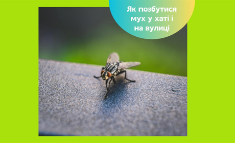 Як позбутися мух у приміщенні та на вулиці — перевірені способи та поради